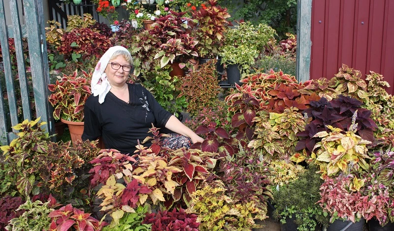 колеус вегетативный