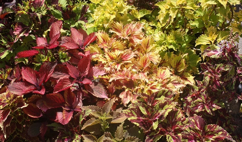 выращивание колеуса из семян