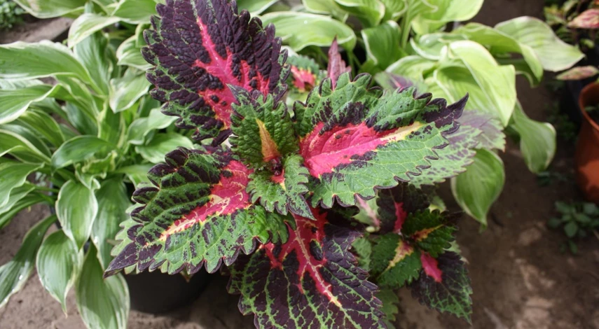 колеус сорта Amore Mio