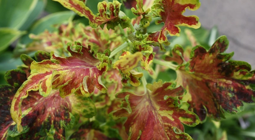 колеус сорт durham gala