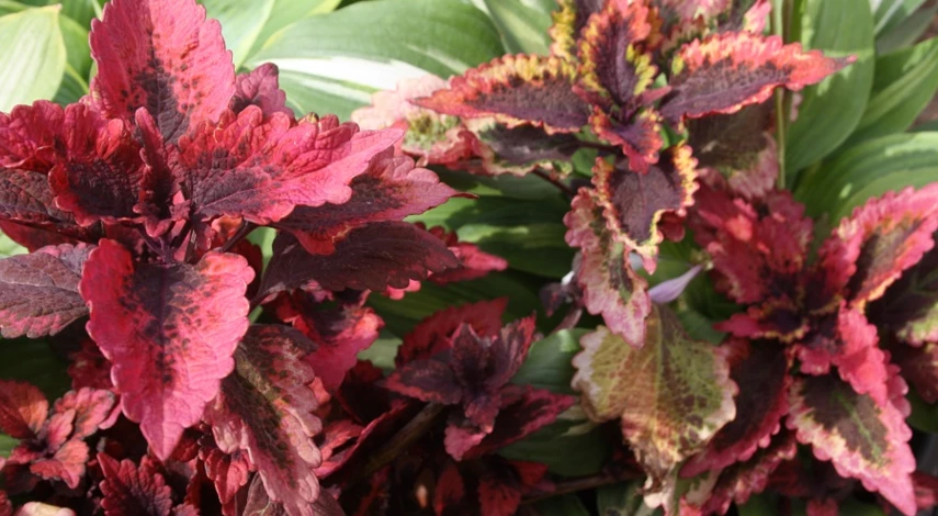 колеус сорт roaring fire