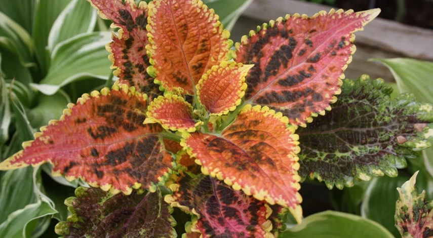 колеус сорт Морфей