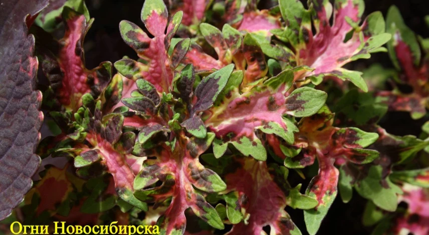 колеус сорт Огни Новосибирска