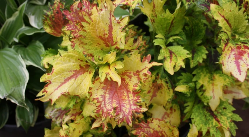 колеус сорт Русская парча