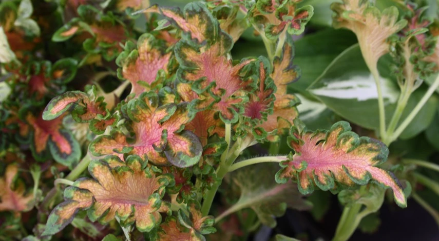 колеус сорт Рыжий кот