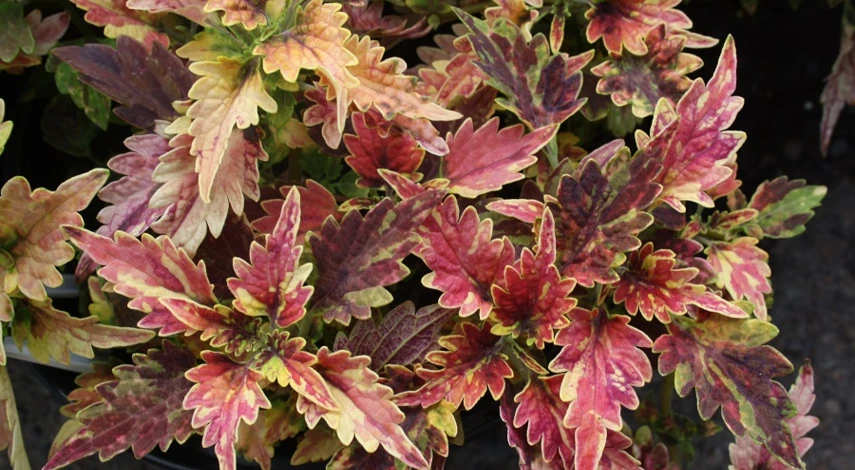 колеус сорт Дискотека