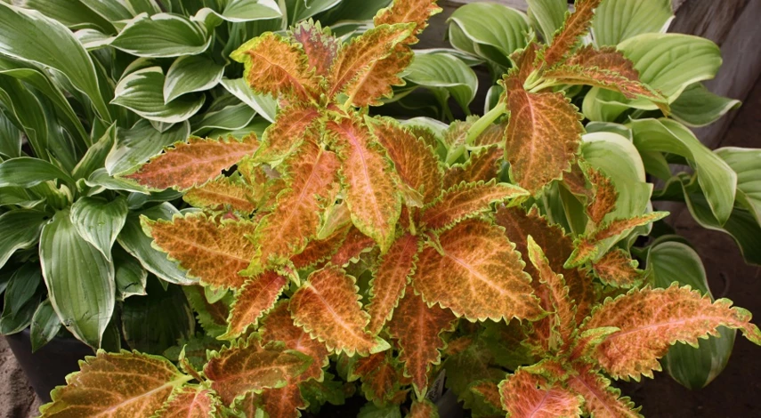 колеус сорт Горный хребет