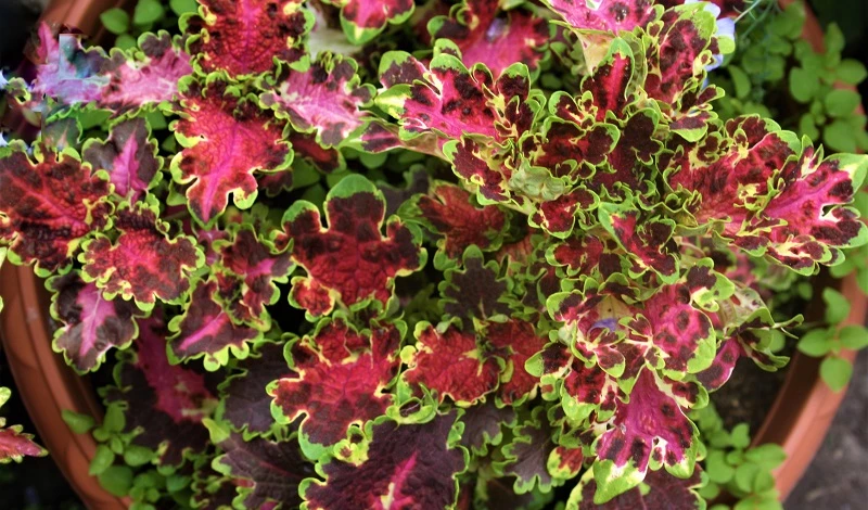 колеус сорт Вологодское кружево