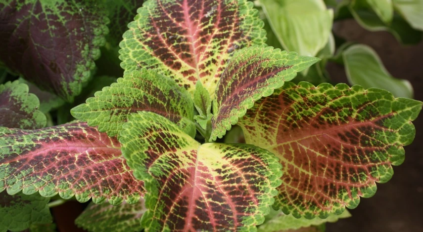 колеус сорт Tusk citrus