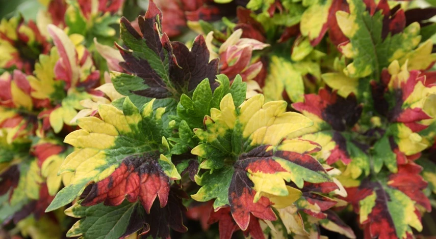 колеус сорт Twist and twirl