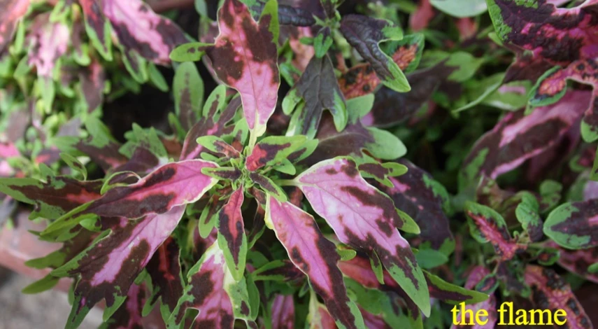 колеус сорт the flame