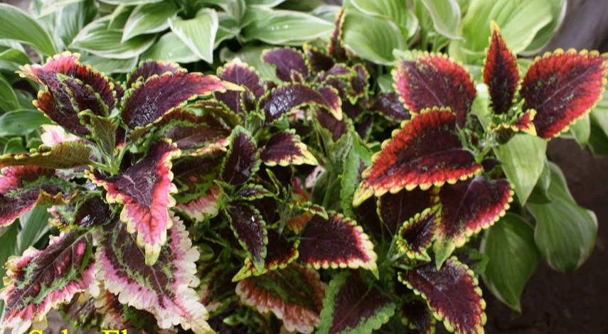 колеус сорта Solar flare