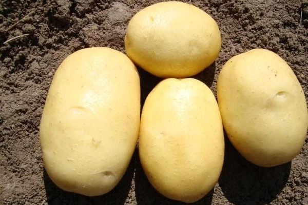 ранний картофель сорт