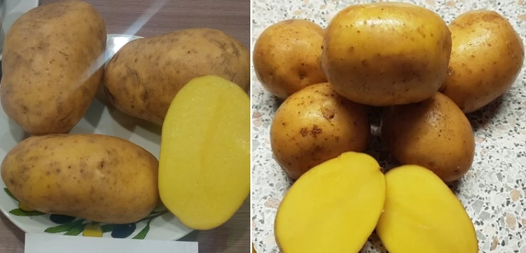 ранний картофель описание