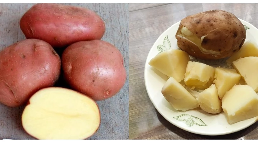 ранний картофель описание сорта