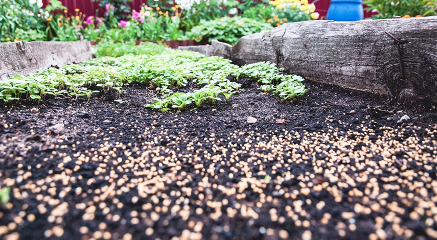 посев семян моркови