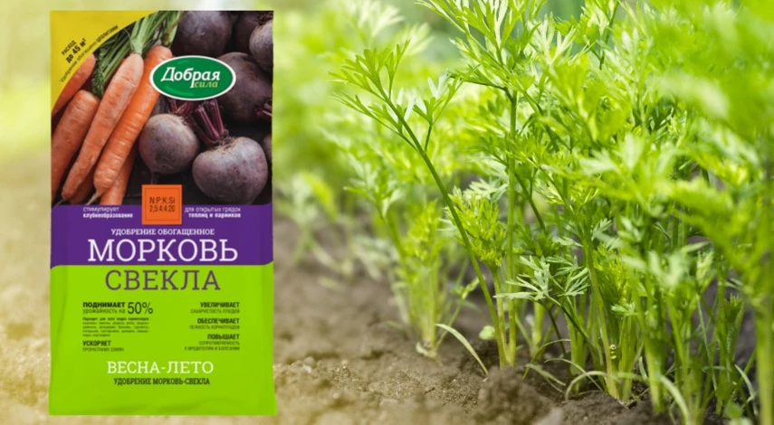 посев моркови в грунт