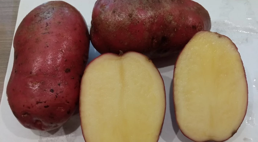 ранний картофель отзывы