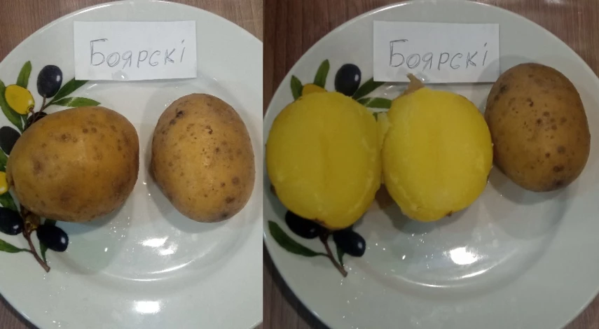 картофель ранние сорта фото