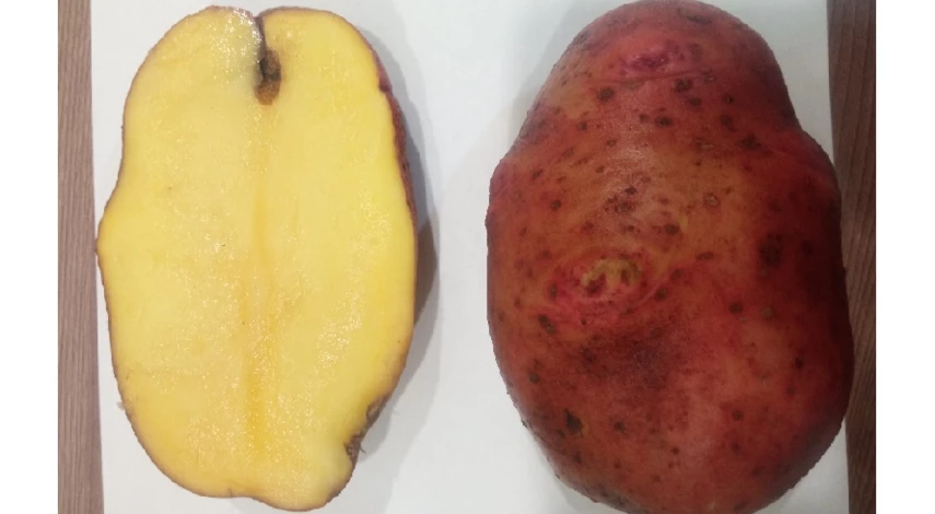 ранний картофель характеристкиа