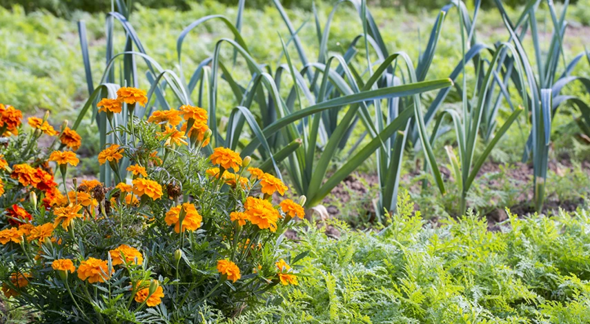 как посеять морковь