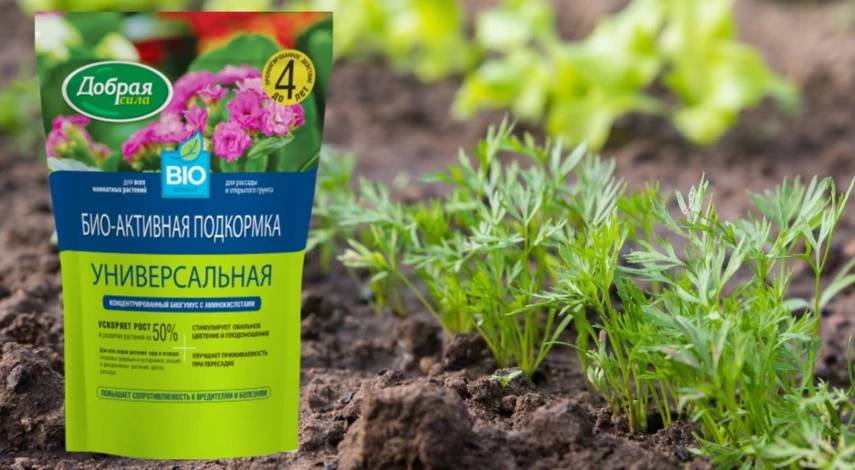 как посеять морковь весной