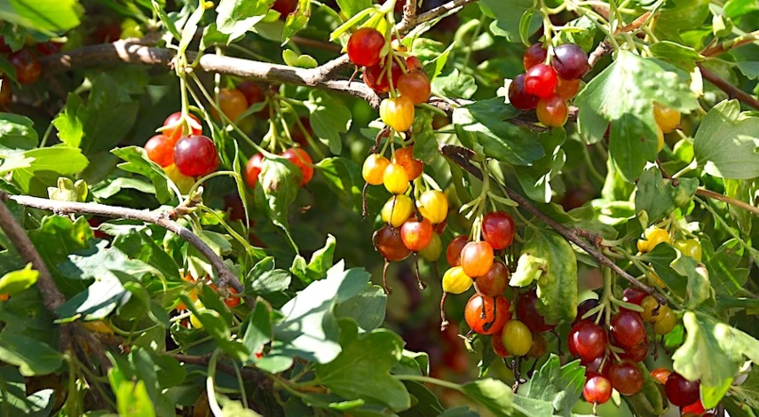 чем подкормить крыжовник весной