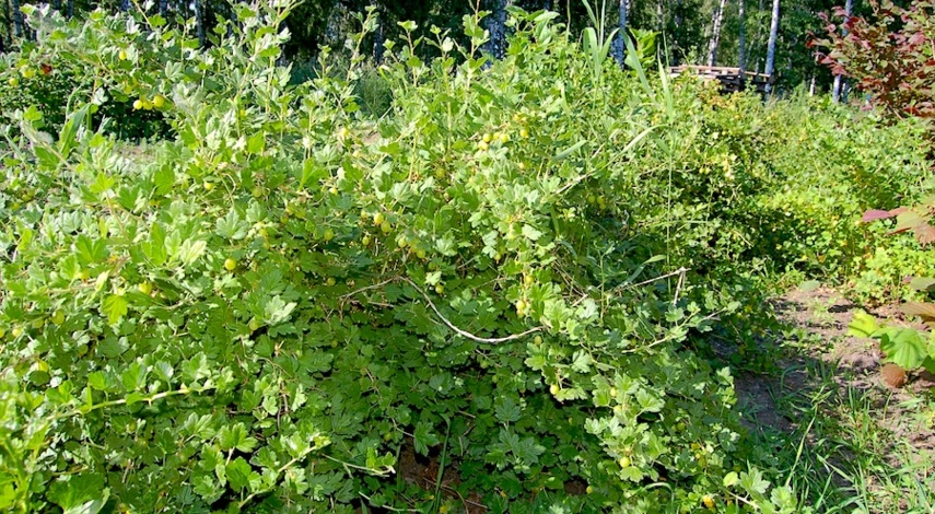 подкормка крыжовника