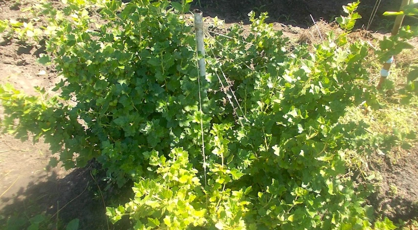 удобрения для крыжовника