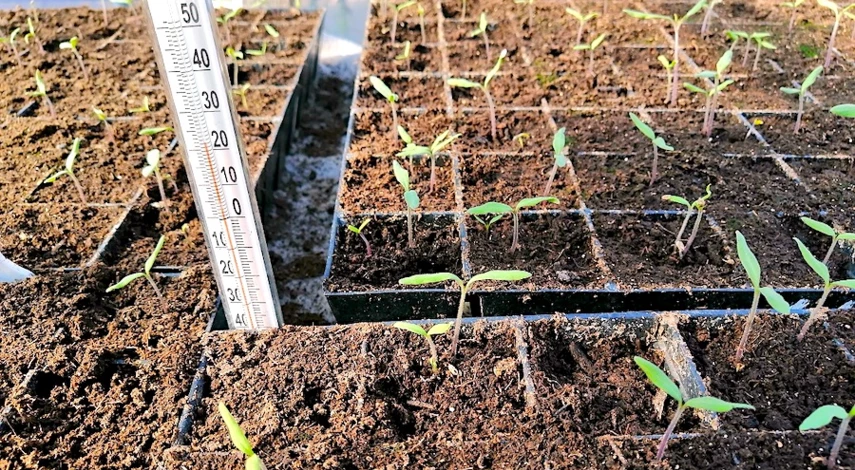 рассада помидор желтеют листья