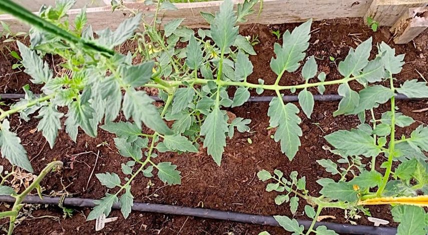 почему желтеет рассада помидор