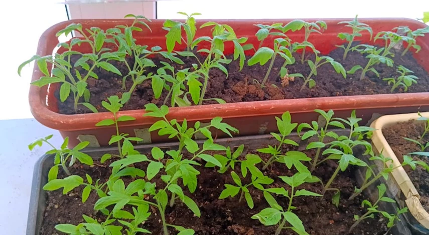 рассада помидор желтеет что делать