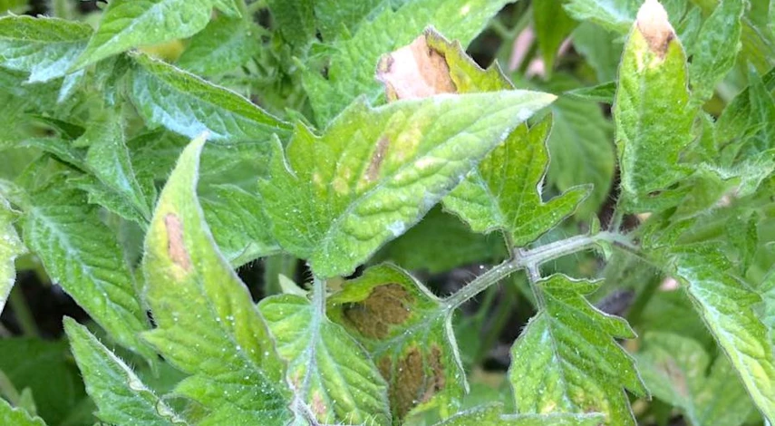 почему желтеют листья у рассады помидор