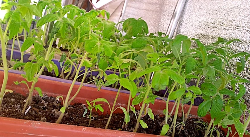 почему у листьев рассады помидор желтеют