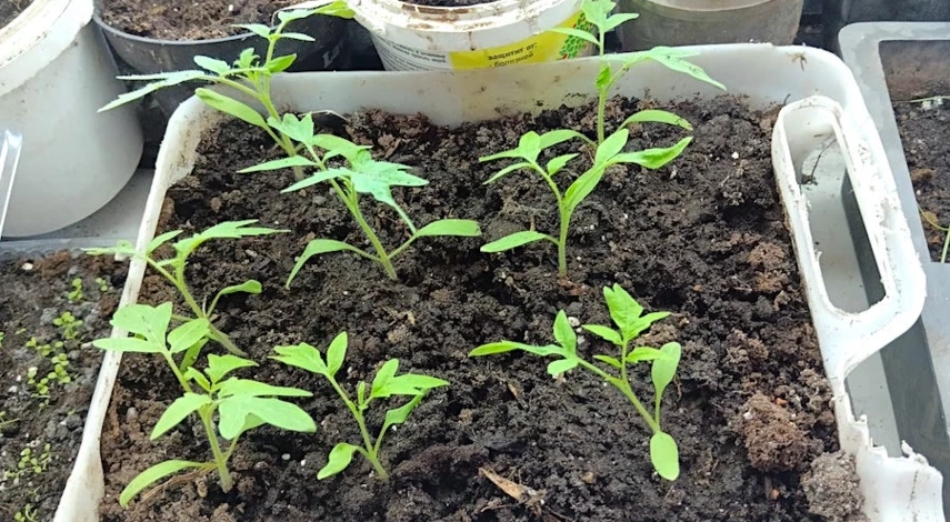 рассада помидор желтеет и сохнет