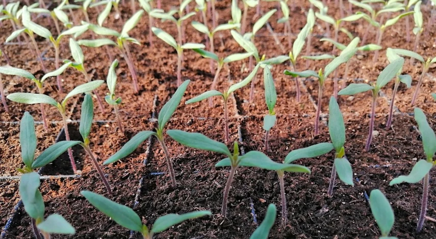 почему рассада помидор желтеет что делать