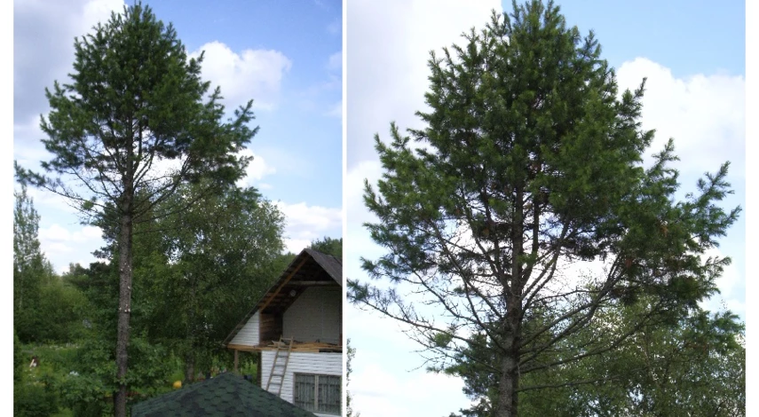 сосна корейская из семян