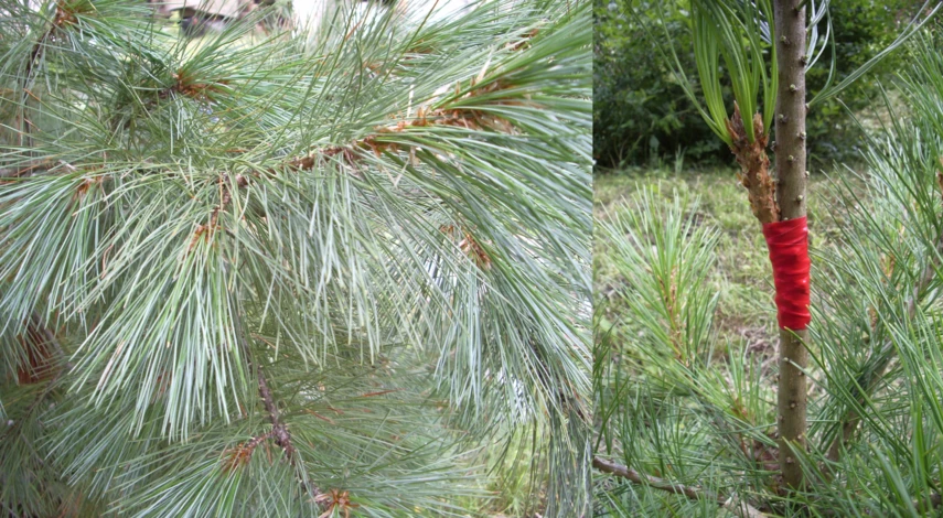 сосна корейская размножение