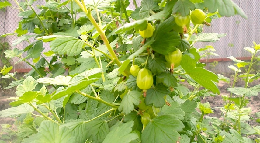 как размножить крыжовник