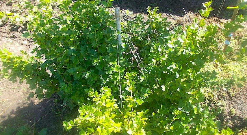 вегетативное размножение крыжовника