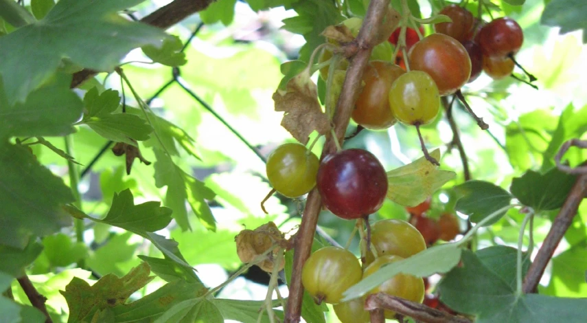 размножение крыжовника черенками