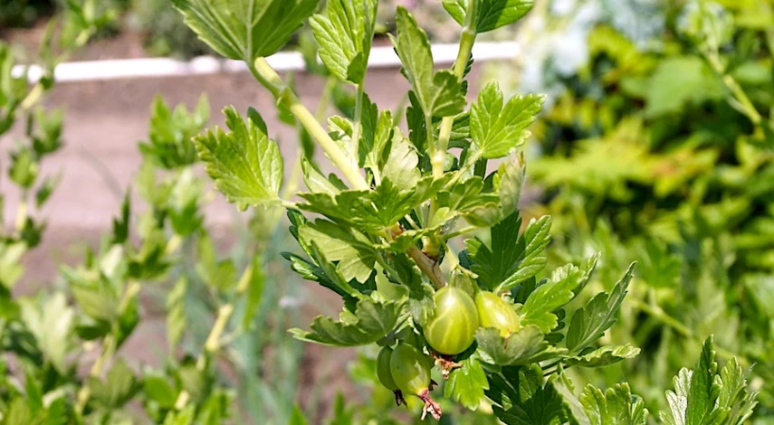 размножение крыжовника уход