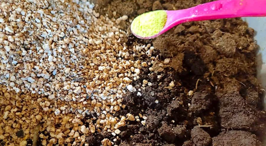 цинии посадка