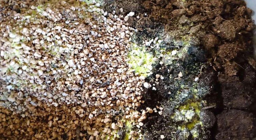 посадка цинии на рассаду