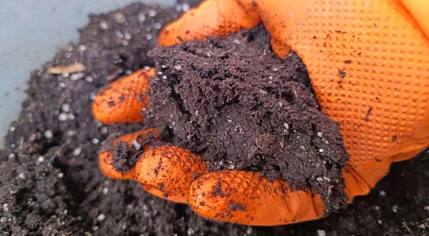 посадка семян цинии