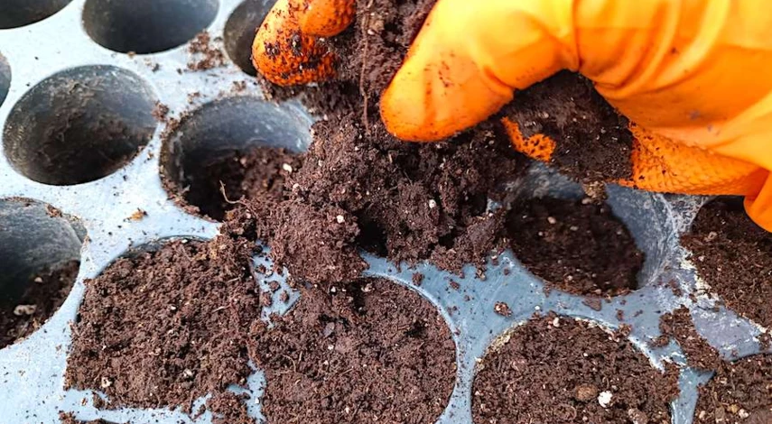 посадка семян цинии на рассаду