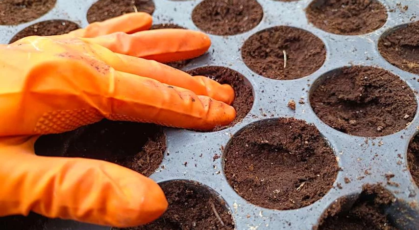 циния условия посадки