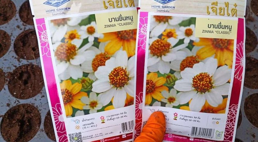 циния цветок посадка