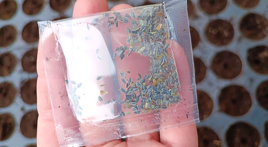 посев цинии