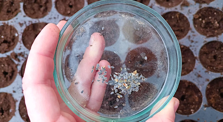 посадка цинии весной